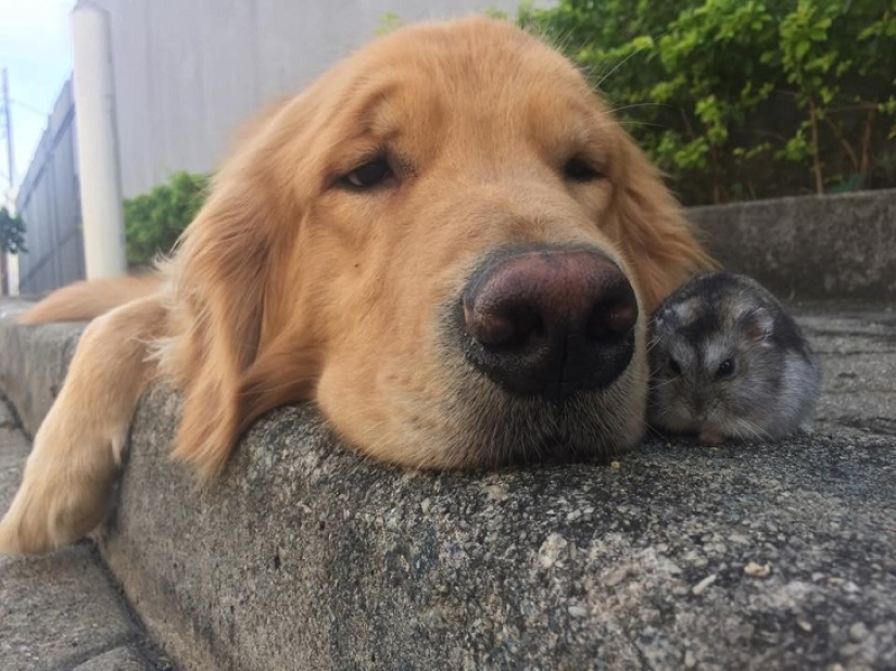 Bob el Golden Retriever es la nueva celebridad de facebook
