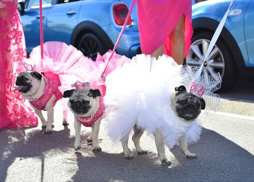 Boda de perros: consejos y amor para Jasmine y Jasper