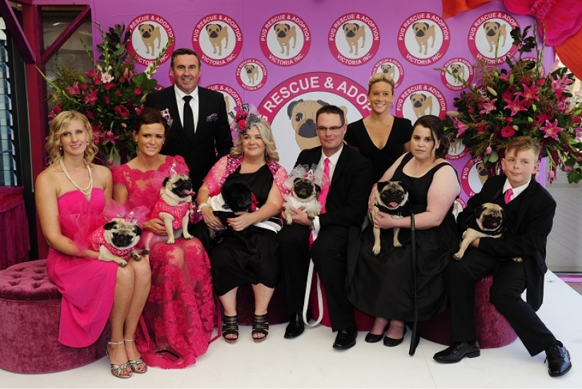 Boda de perros: consejos y amor para Jasmine y Jasper