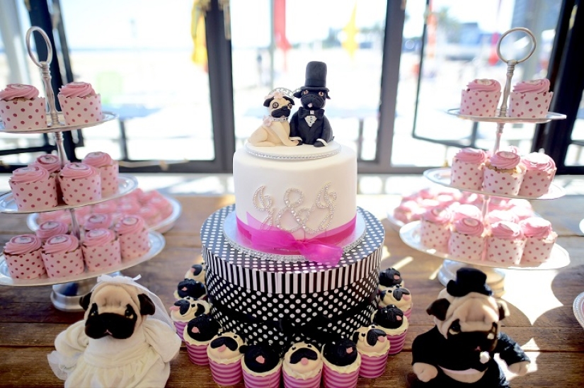 Boda de perros: consejos y amor para Jasmine y Jasper