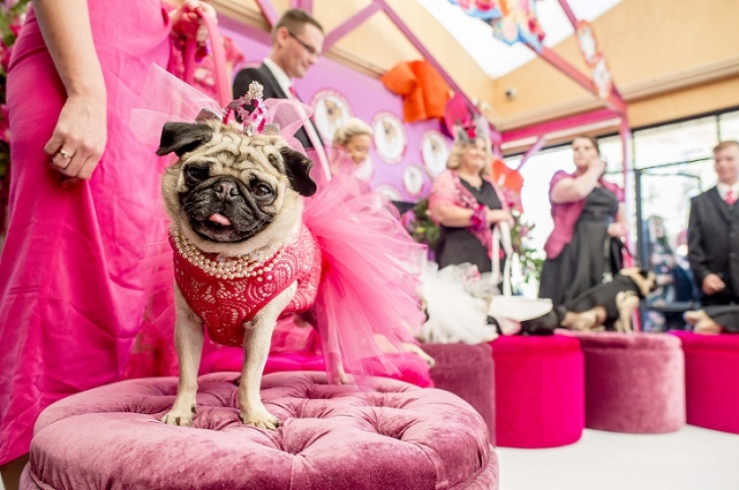 Boda de perros: consejos y amor para Jasmine y Jasper