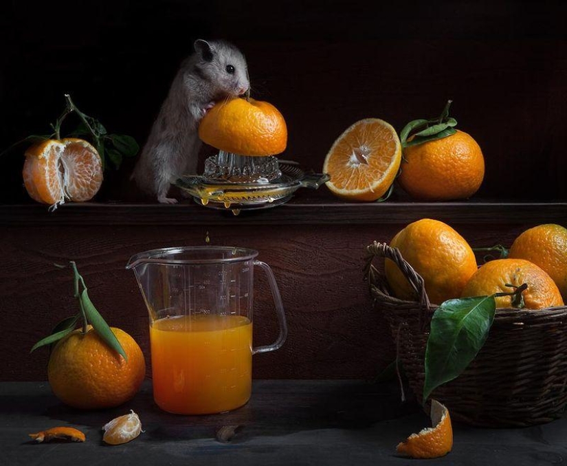 Bodegones con hamsters Bodegones con hamsters