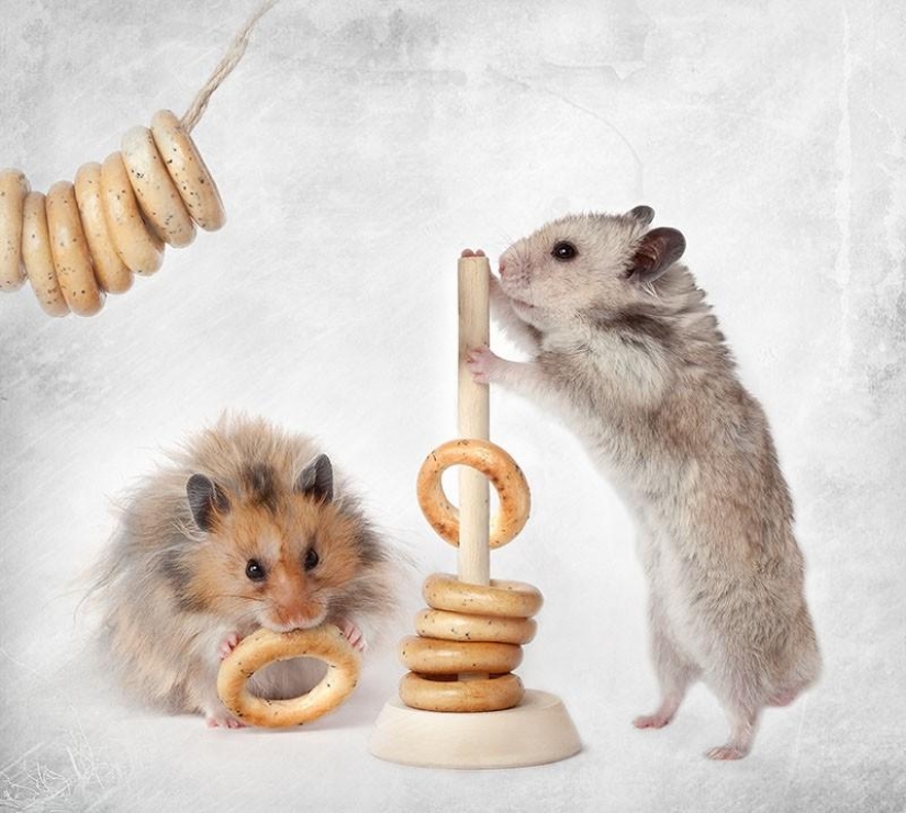Bodegones con hamsters Bodegones con hamsters