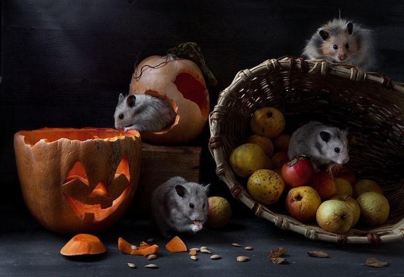 Bodegones con hamsters Bodegones con hamsters