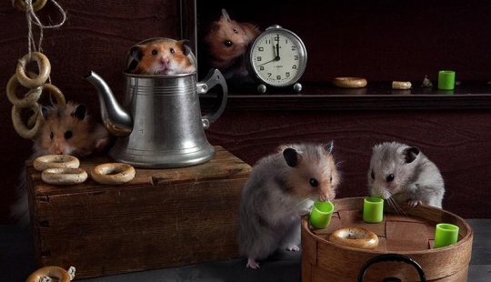 Bodegones con hamsters