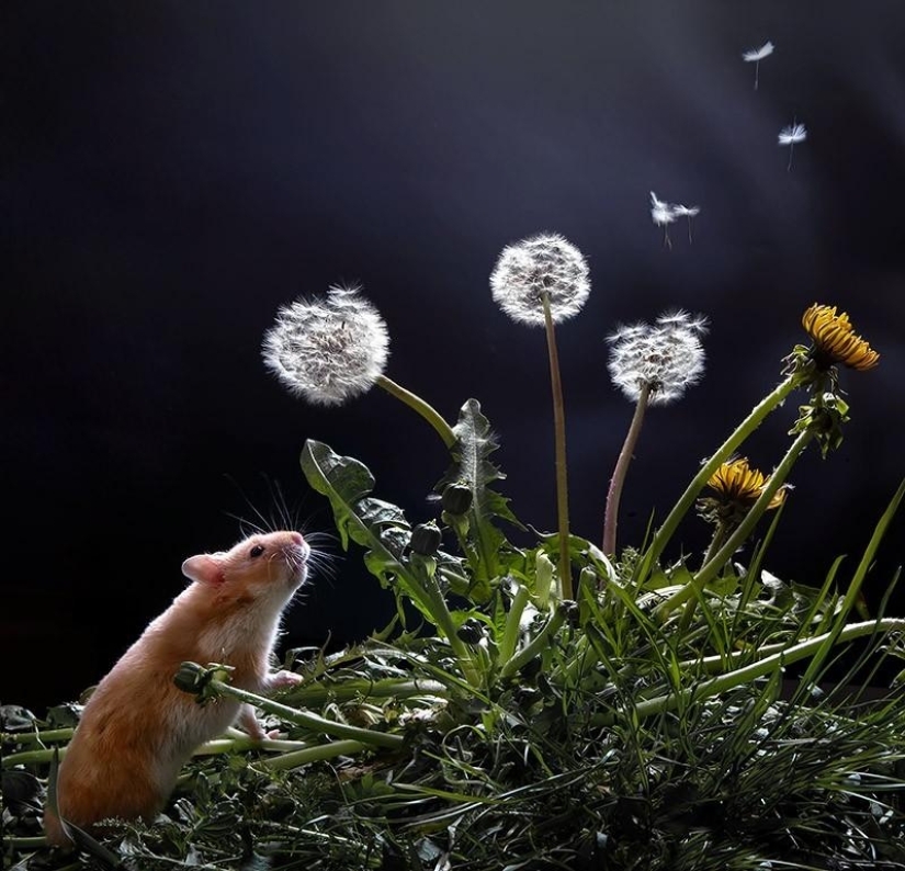 Bodegones con hamsters Bodegones con hamsters