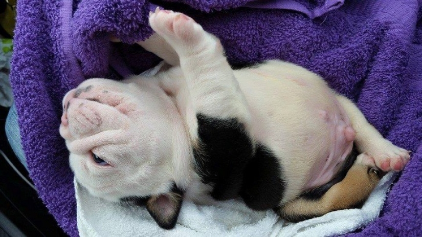 Bonsai - a dog that does not intend to give up Bonsai - a dog that does not intend to give up