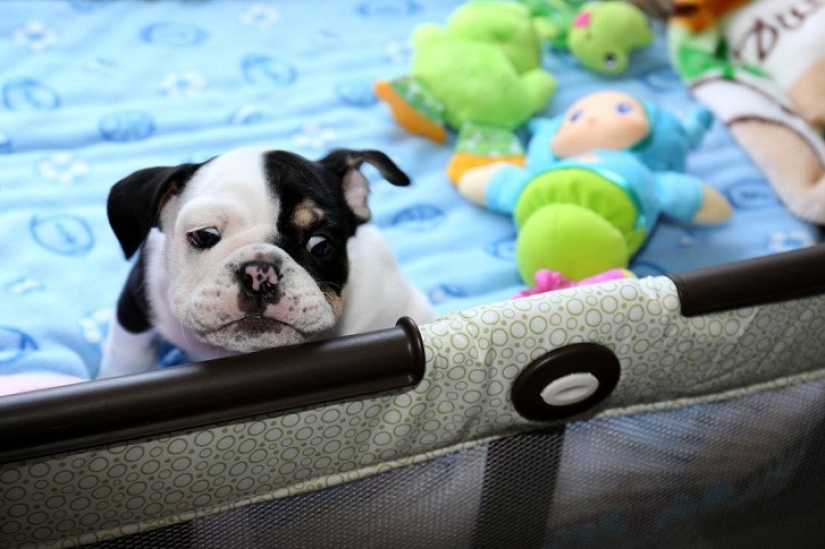 Bonsai - a dog that does not intend to give up Bonsai - a dog that does not intend to give up