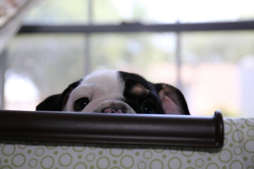 Bonsai - a dog that does not intend to give up Bonsai - a dog that does not intend to give up