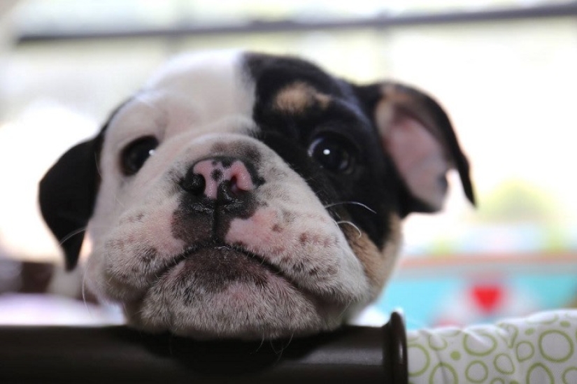 Bonsai - a dog that does not intend to give up Bonsai - a dog that does not intend to give up