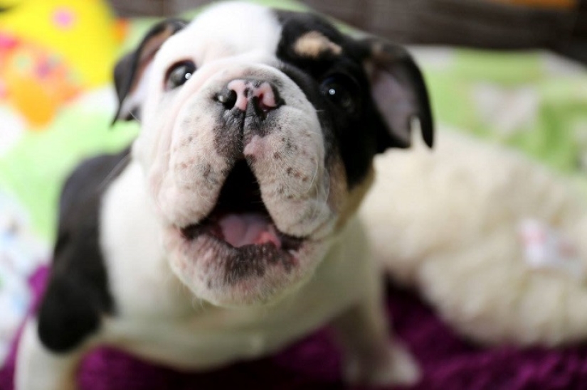 Bonsai - a dog that does not intend to give up Bonsai - a dog that does not intend to give up