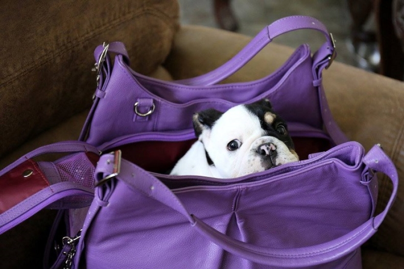 Bonsai - a dog that does not intend to give up Bonsai - a dog that does not intend to give up