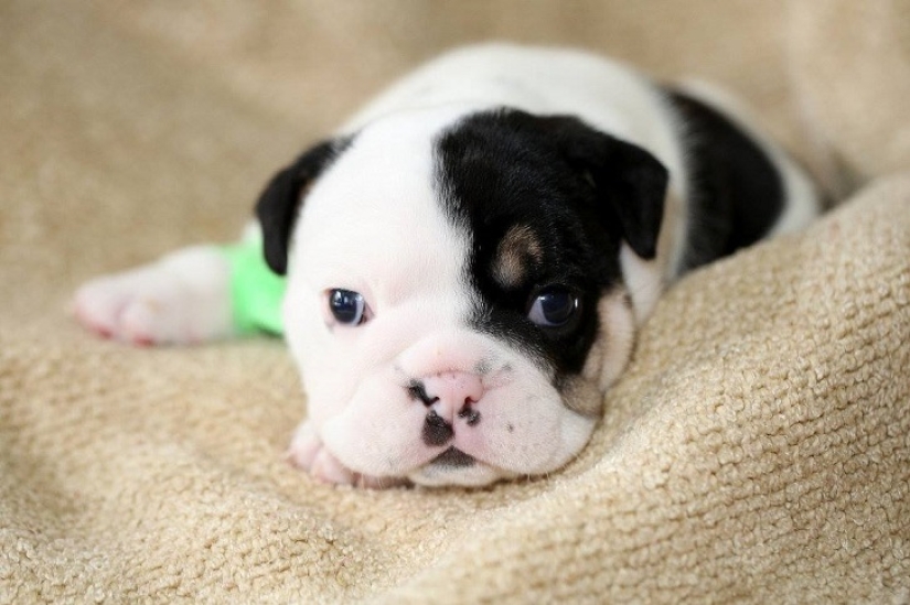 Bonsai - a dog that does not intend to give up Bonsai - a dog that does not intend to give up