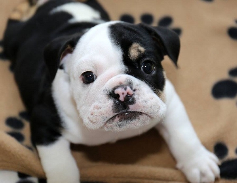 Bonsai - a dog that does not intend to give up Bonsai - a dog that does not intend to give up