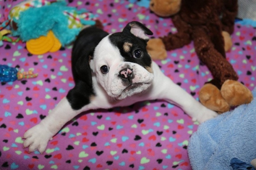 Bonsai - a dog that does not intend to give up Bonsai - a dog that does not intend to give up