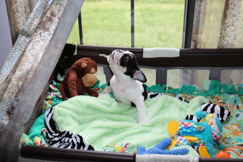 Bonsai - a dog that does not intend to give up Bonsai - a dog that does not intend to give up