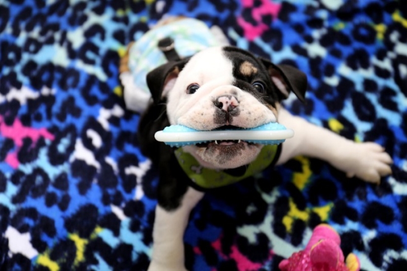 Bonsai - un perro que no tiene intención de darse por vencido