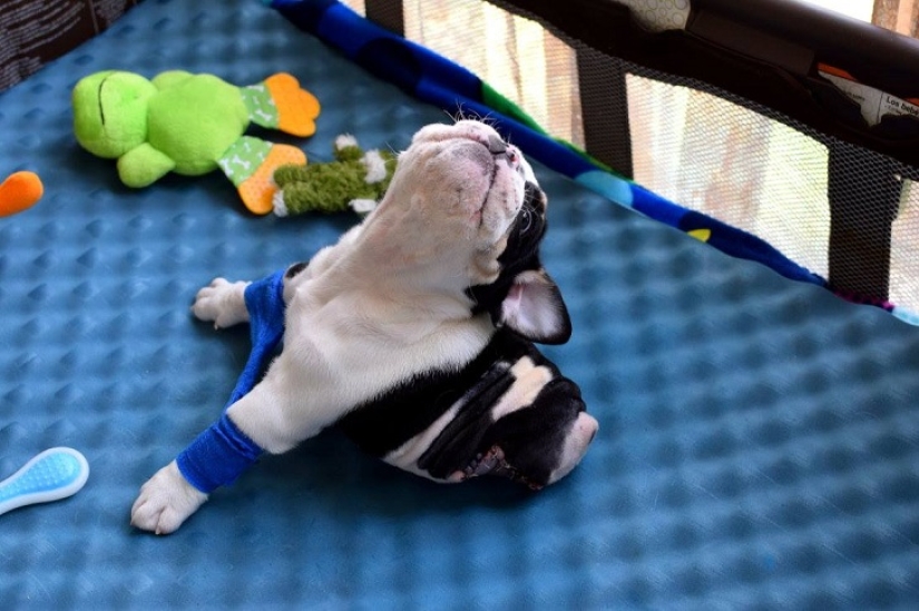 Bonsai - un perro que no tiene intención de darse por vencido