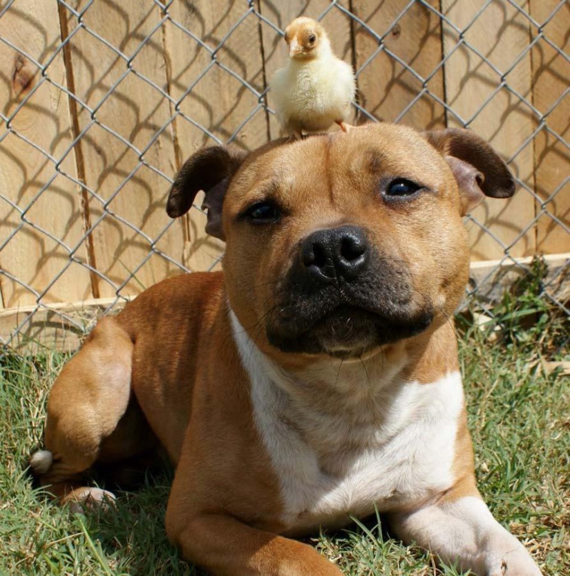 Boom es un pitbull que ama a los conejos.