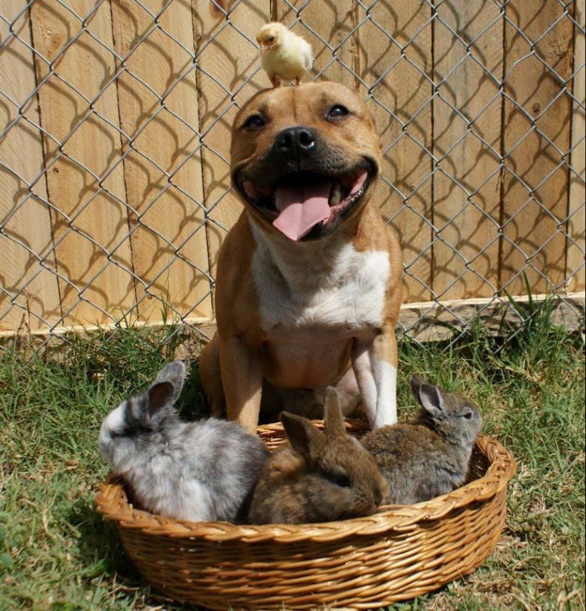 Boom es un pitbull que ama a los conejos.