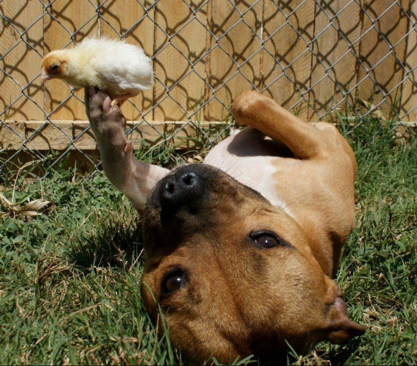 Boom es un pitbull que ama a los conejos.
