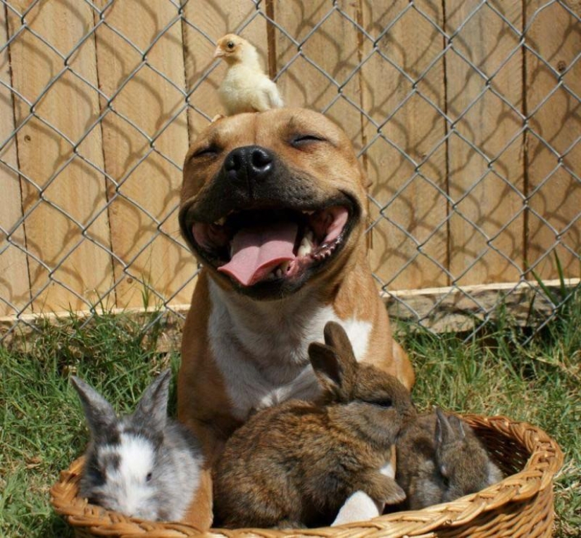 Boom is a pit bull who loves rabbits