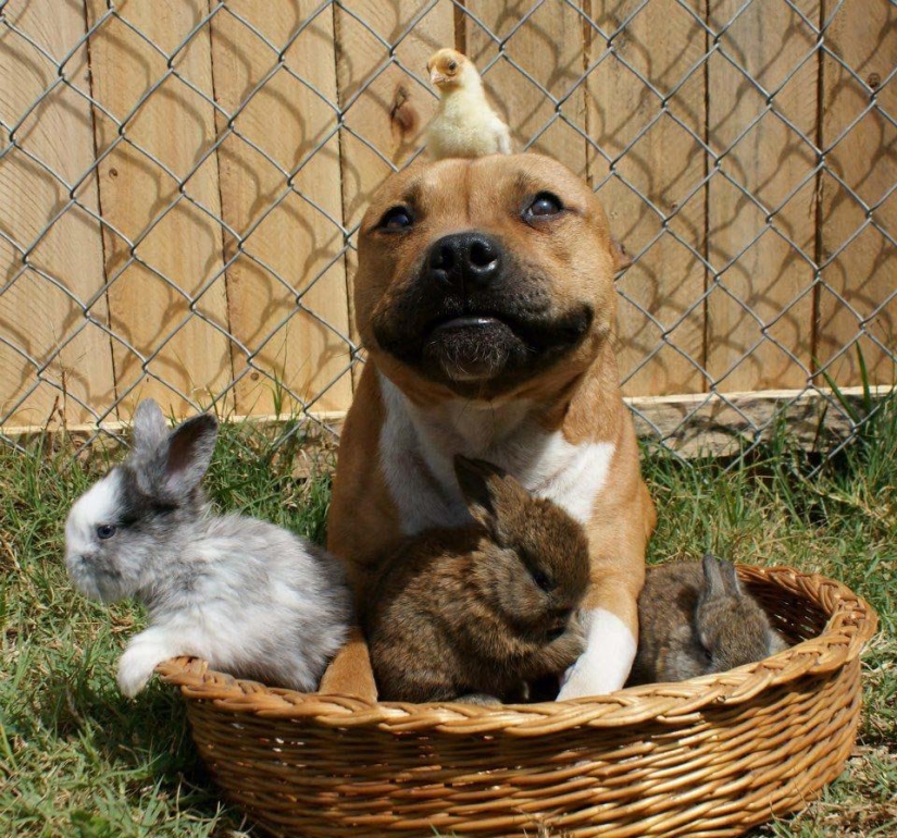 Boom is a pit bull who loves rabbits