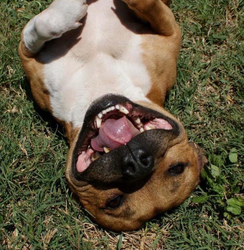 Boom is a pit bull who loves rabbits
