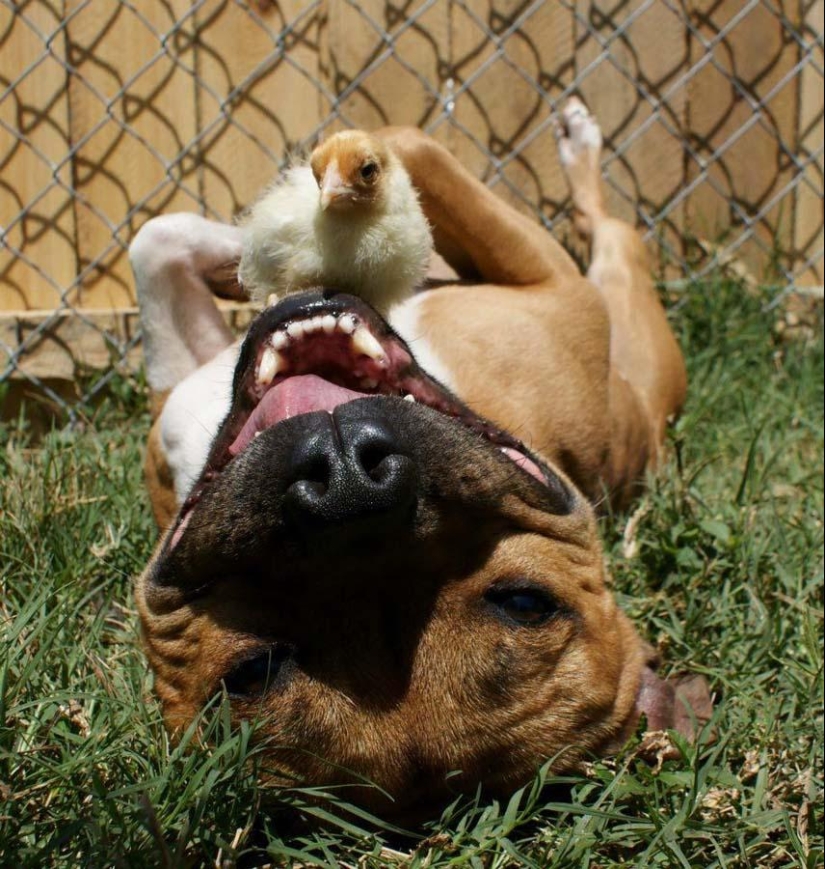 Boom is a pit bull who loves rabbits