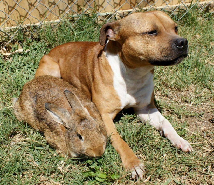 Boom is a pit bull who loves rabbits