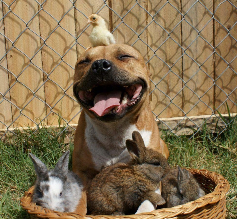 Boom is a pit bull who loves rabbits