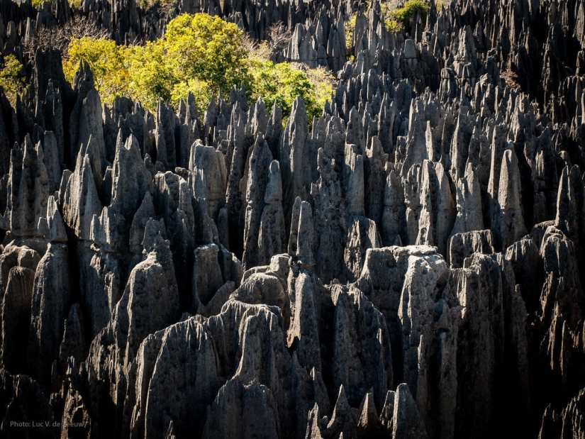 Bosque de piedra en Madagascar