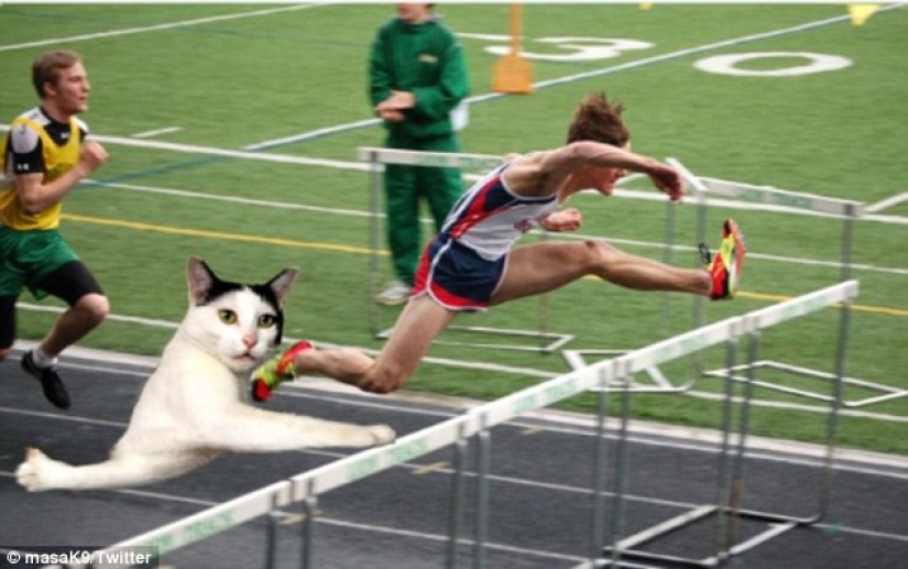 Both day and night the cat is twisted: the stuck cat has become the hero of the photojab