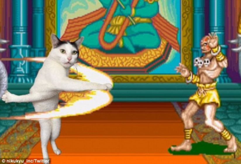 Both day and night the cat is twisted: the stuck cat has become the hero of the photojab