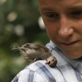 boy and sparrow