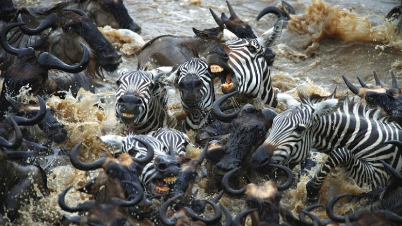 Brave zebras against thousands of antelopes
