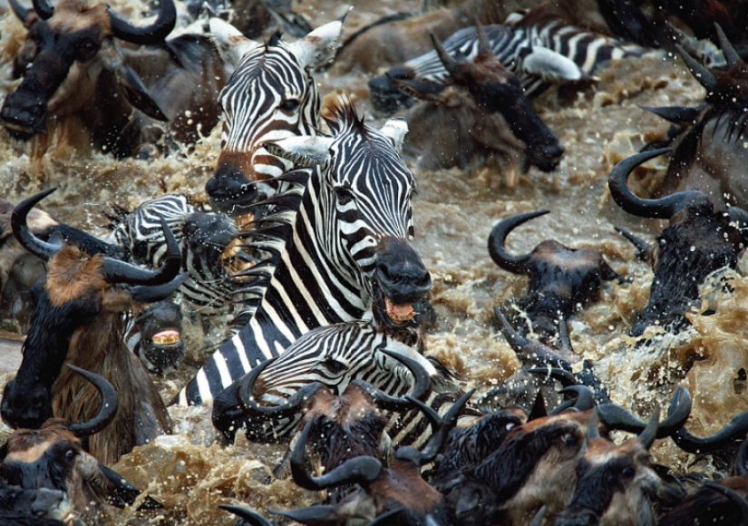 Brave zebras against thousands of antelopes
