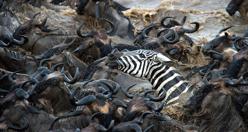 Brave zebras against thousands of antelopes