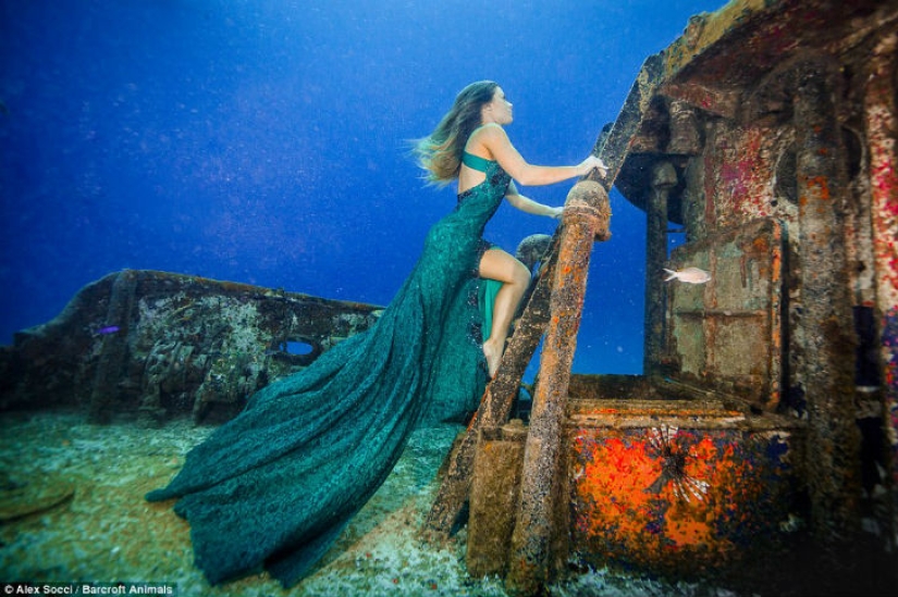 Brazilian model takes a dip in the water with sharks to protect marine predators