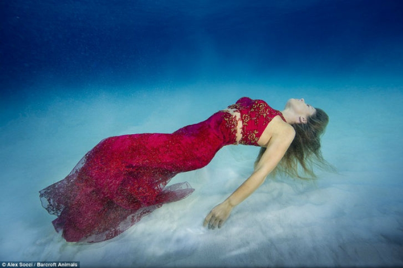 Brazilian model takes a dip in the water with sharks to protect marine predators