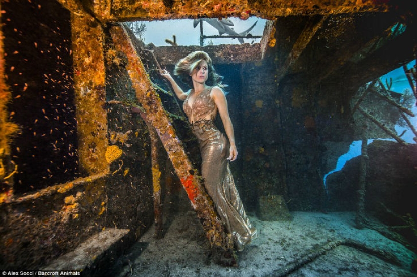 Brazilian model takes a dip in the water with sharks to protect marine predators