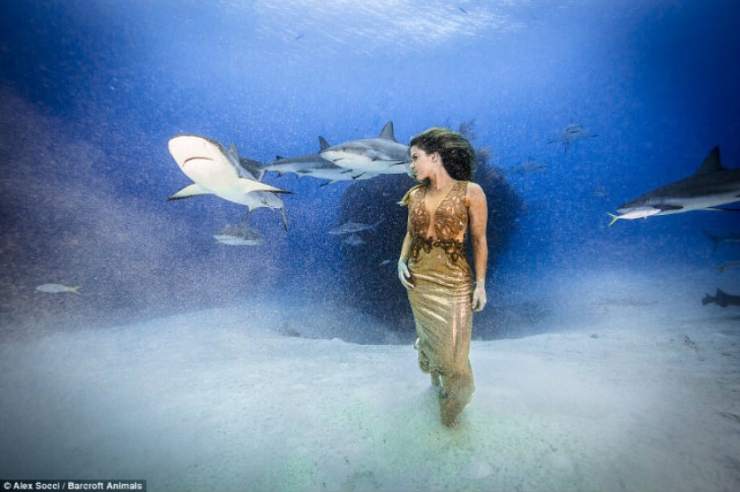 Brazilian model takes a dip in the water with sharks to protect marine predators