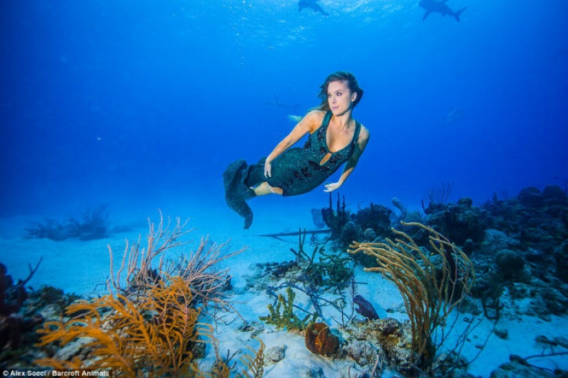 Brazilian model takes a dip in the water with sharks to protect marine predators