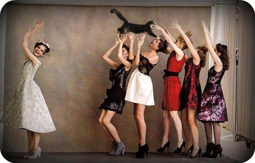 Brides leaving ... cats!