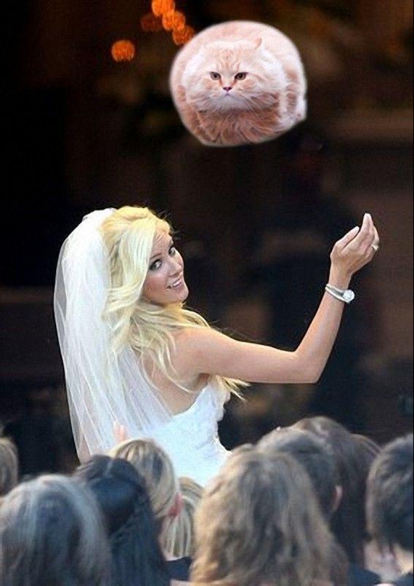 Brides leaving ... cats!