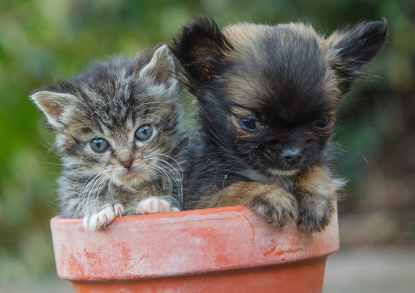 Britain's smallest dog thinks he's a kitten