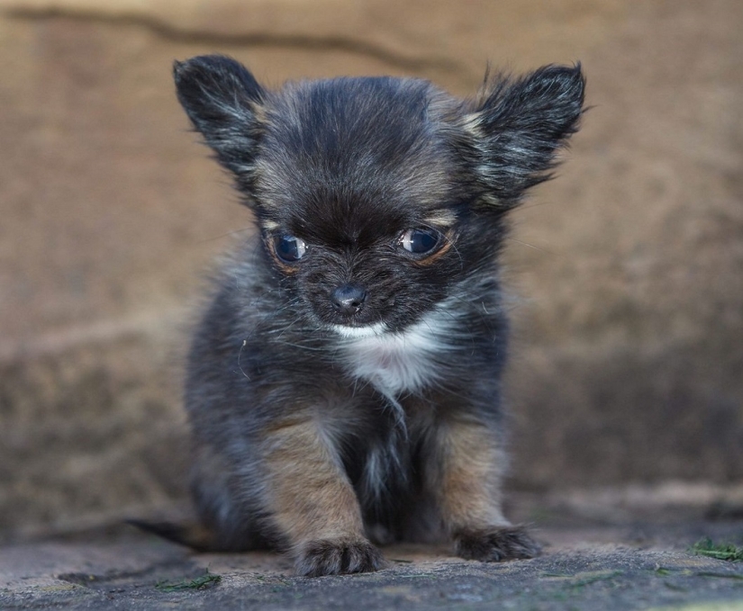 Britain's smallest dog thinks he's a kitten