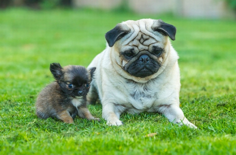 Britain's smallest dog thinks he's a kitten