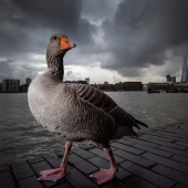 British Wildlife Competition Winners 2014