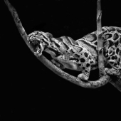 Budapest International Foto Awards 2023: 10 imágenes ganadoras que nos transportan al hermoso mundo de la naturaleza